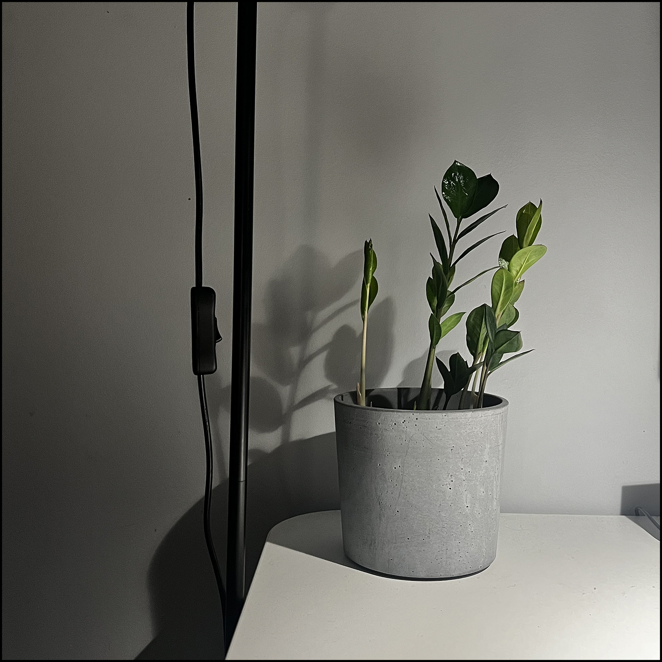 House plant sitting on a desk