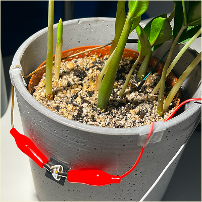 Part of the circuit with the LED light placed on the planter. The wire from the -ve side of the light is connected to the battery, which is connected to the watering glass, and the wire from the +ve side of the light is embedded in the top soil of the plant.