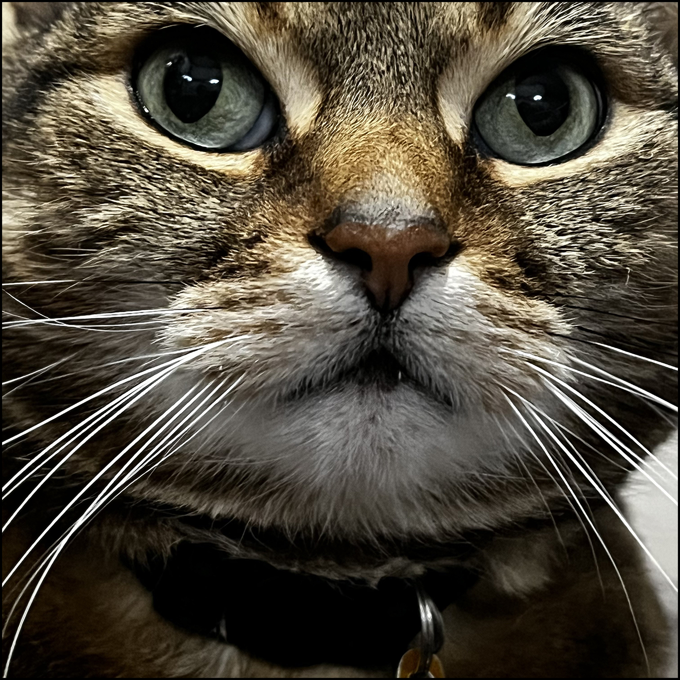 Scratching a cat under his collar