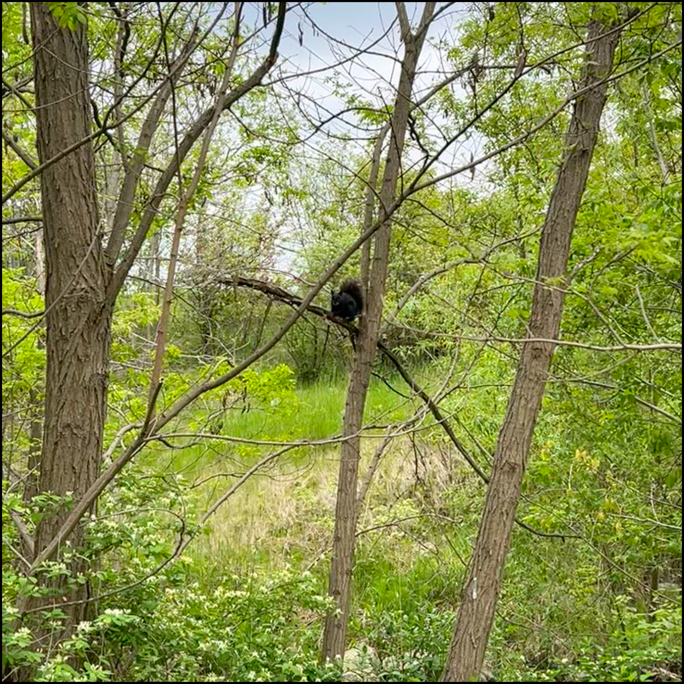 Birds chirping in a forest